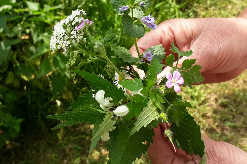eetbare bloemen foto wildplukster olga