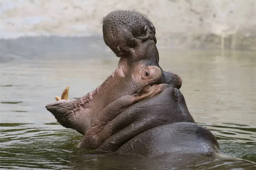 meppel wildlands terra nijlpaard in wildlands