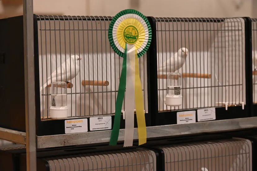 pn14122023 ruinerwold vogelweelde6