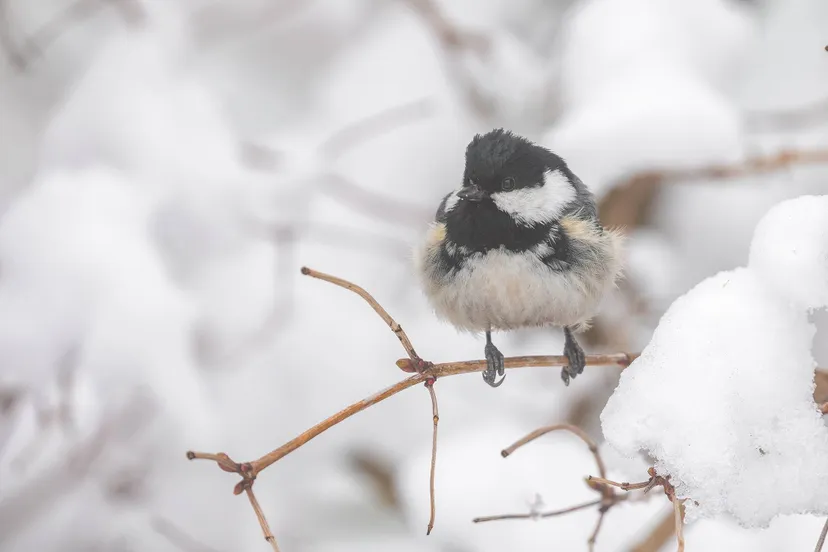 reestal zwarte mees door annie keizer