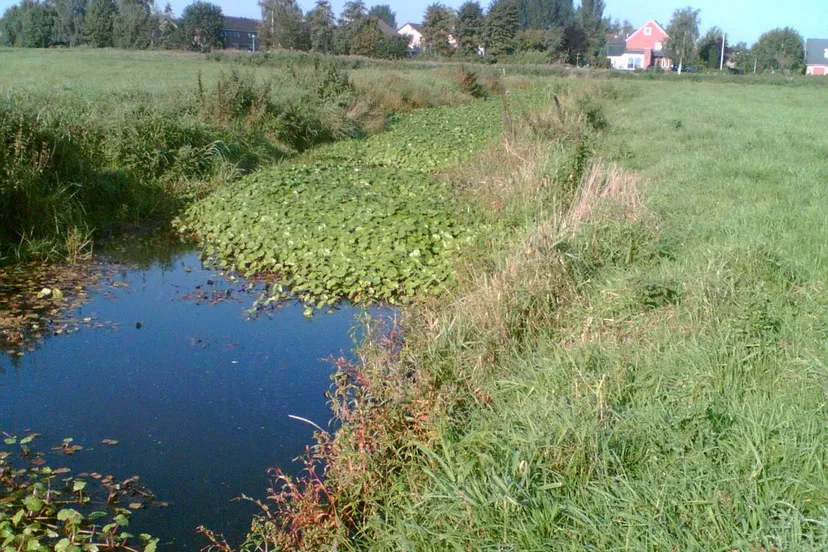 wdod grote waternavel stockfoto