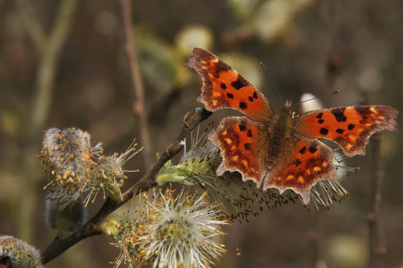 wes gehakkelde aurelia alberthenkel