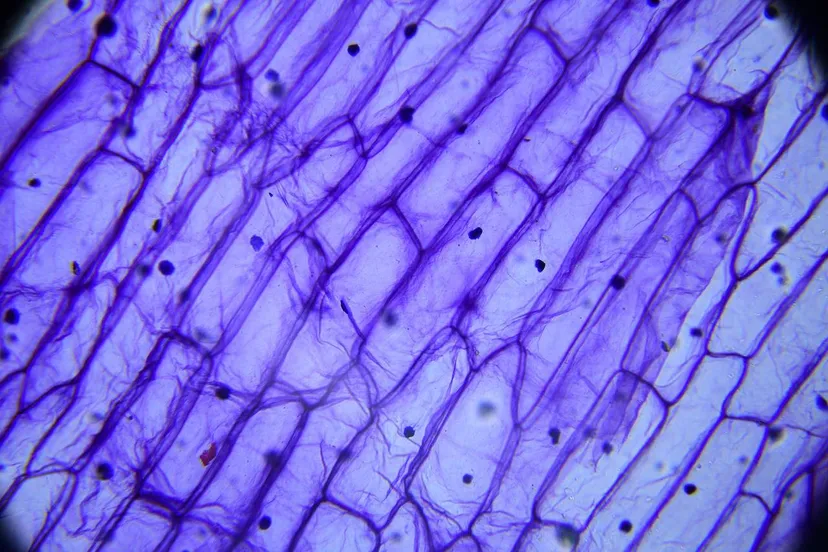 pix the drug 5197172 1280