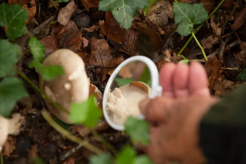 reestdal paddenstoel loep cees elzinga