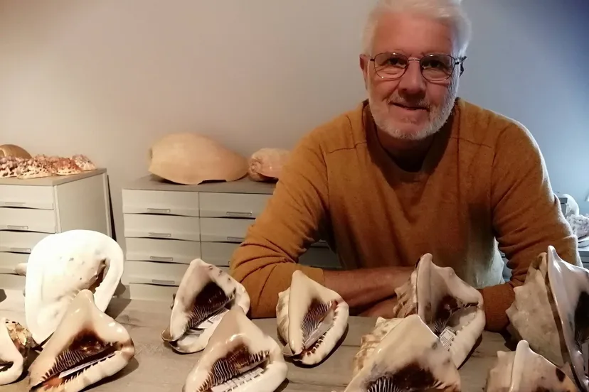 vledder hans post schelpen 1