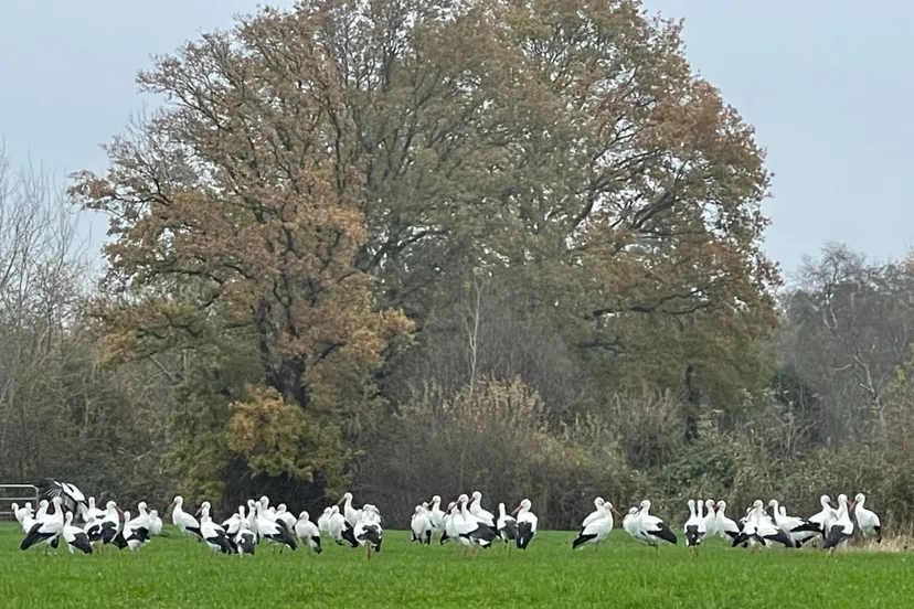 pn14112021 ooievaars reestdal4