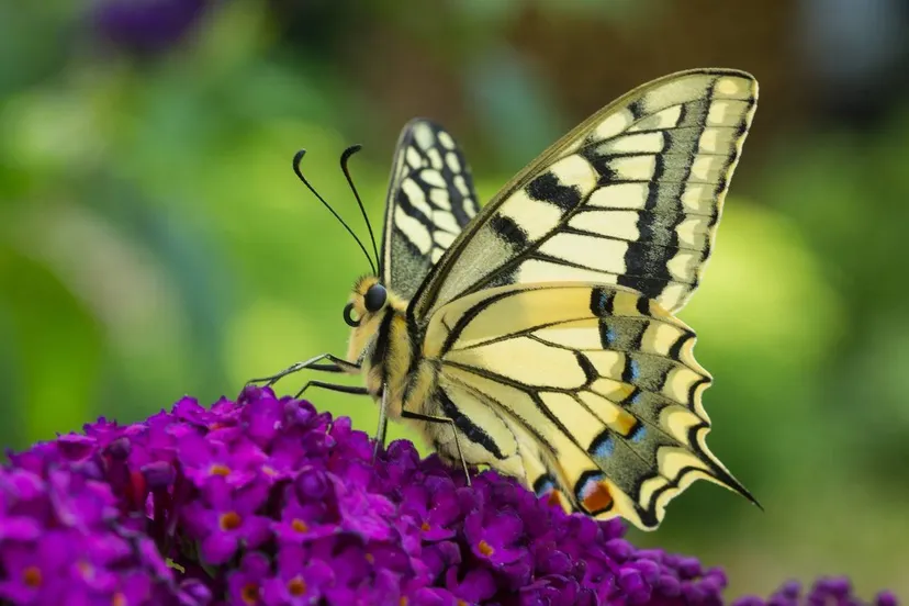 meppel vlinder koninginnepage op bloem