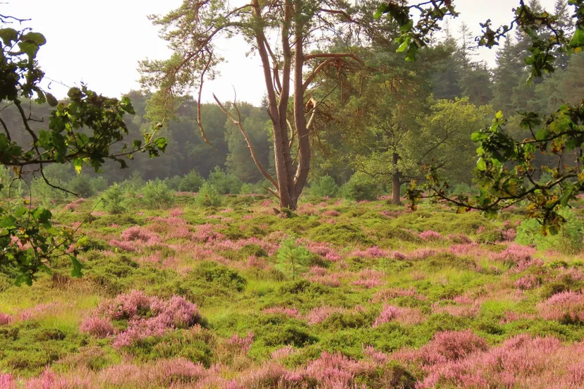 Diever Hoekenbrink Lisanne Vredeveld