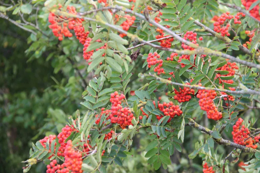 WES Lijsterbes bessen (1)