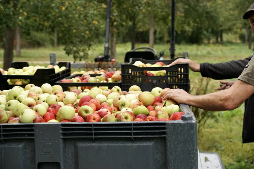 Frederiksoord appels