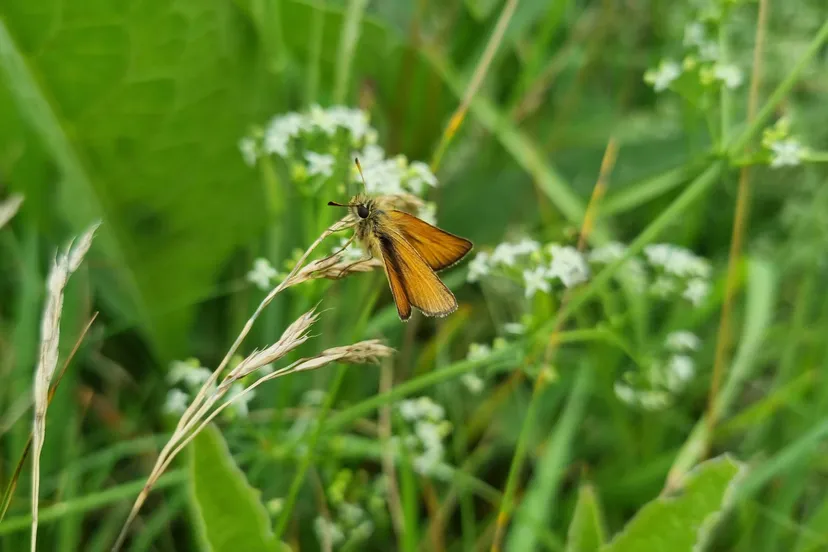 DR Boerenlandvlinder zwartsprietdikkopje 2 (foto Michiel van Elderenbosch)