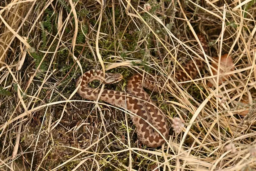 DRFRW 29443-Adder,-vrouw@Aaldrik-Pot---Staatsbosbeheer