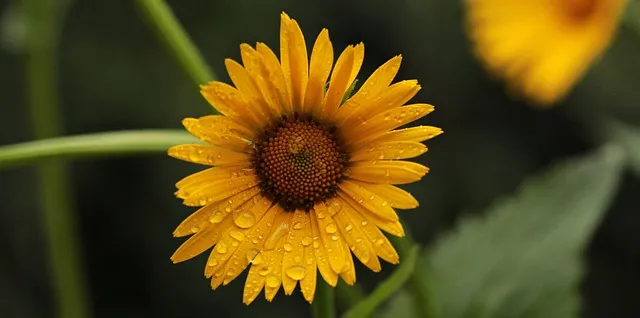 flower ga0a2ddabd 640