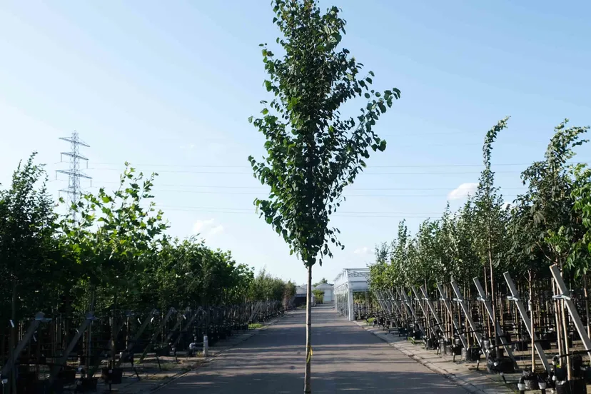 hartjesboom scaled 1