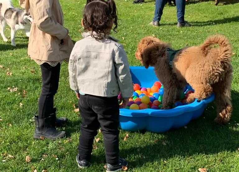 kinderen socialiseren met honden