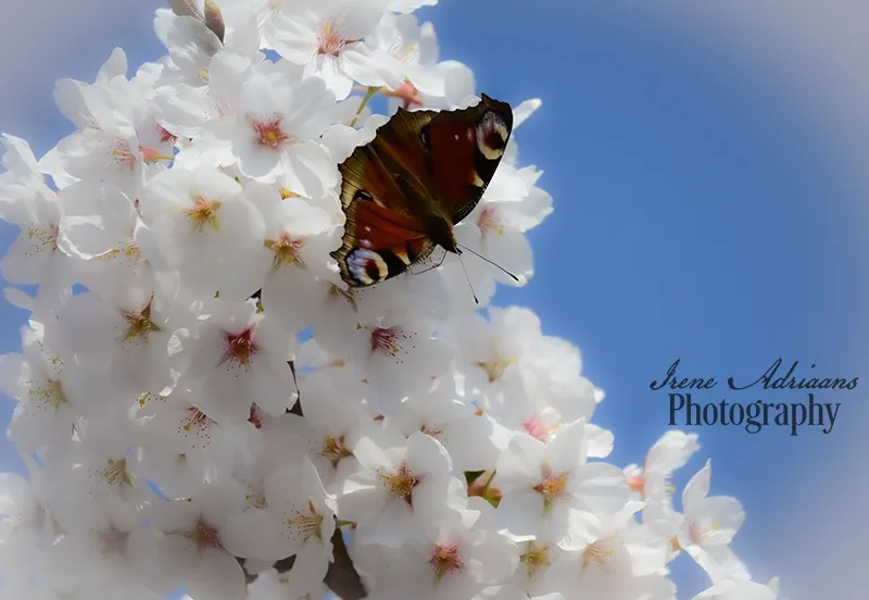 prunus autumnalis met dagpauwoog vlinder