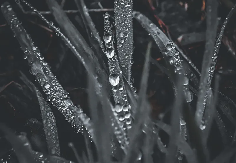 regendruppels de gaas