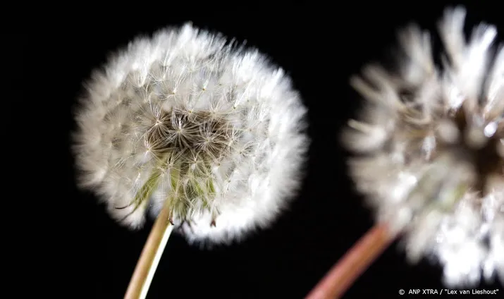 hooikoortspatienten gewaarschuwd voor pollen