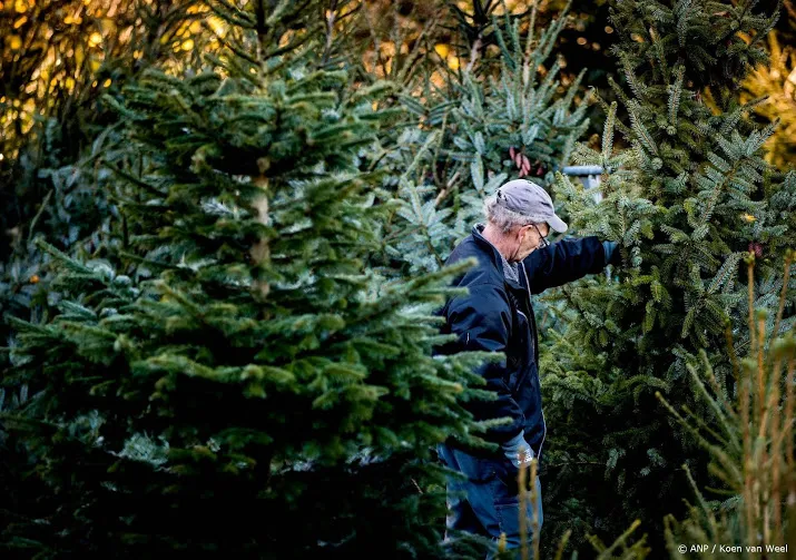 piek in kerstbomenverkoop