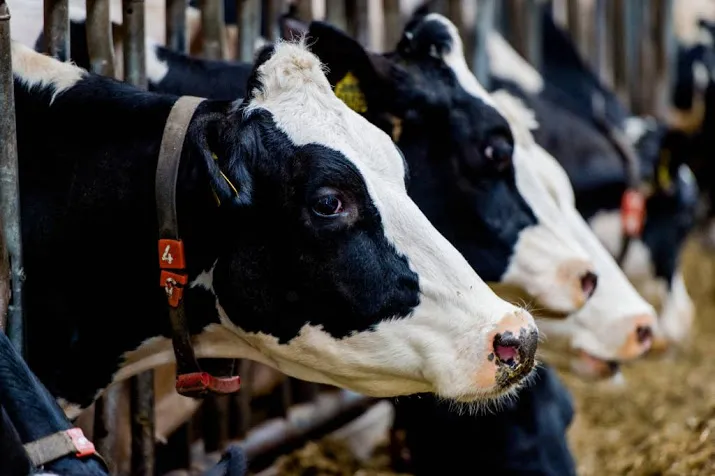 15 procent boeren benaderd door criminelen