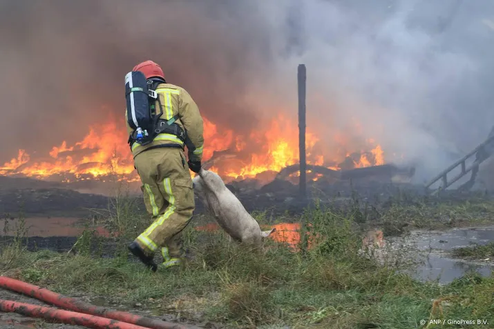 1500 varkens dood door stalbrand streefkerk