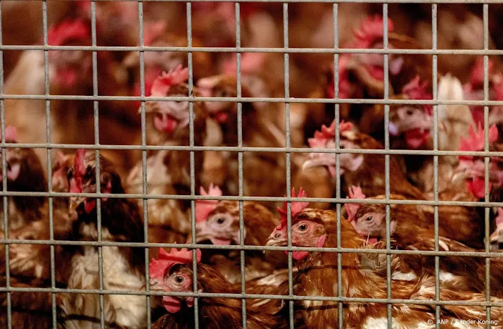 222 000 vleeskuikens geruimd in blija wegens vogelgriep