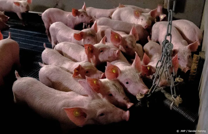 23 miljoen varkens meer gefokt dan bekend