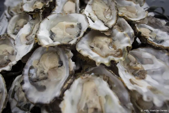 30 000 nederlandse platte oesters uitgezet in de noordzee