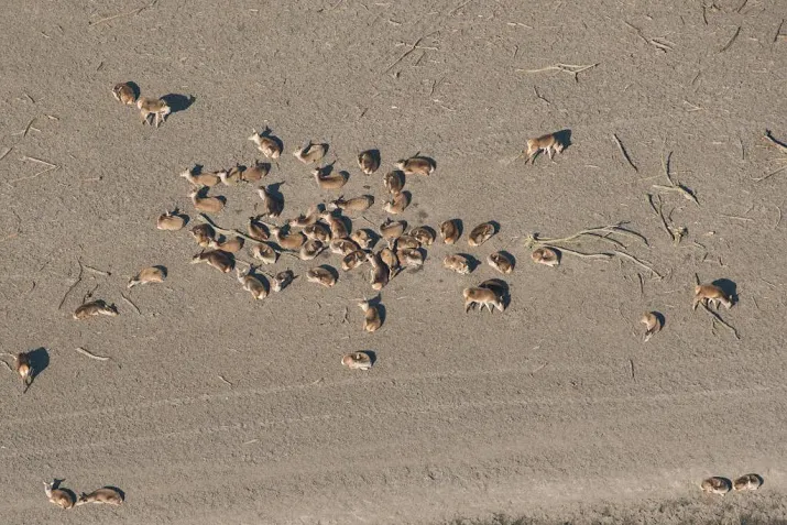 3000 grazers dood in oostvaardersplassen