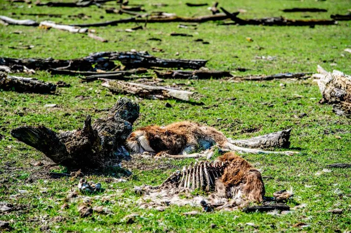 3200 grote grazers overleven winter niet