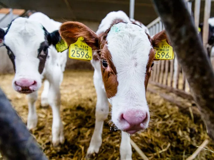 75 boeren verdacht van fraude met registratie
