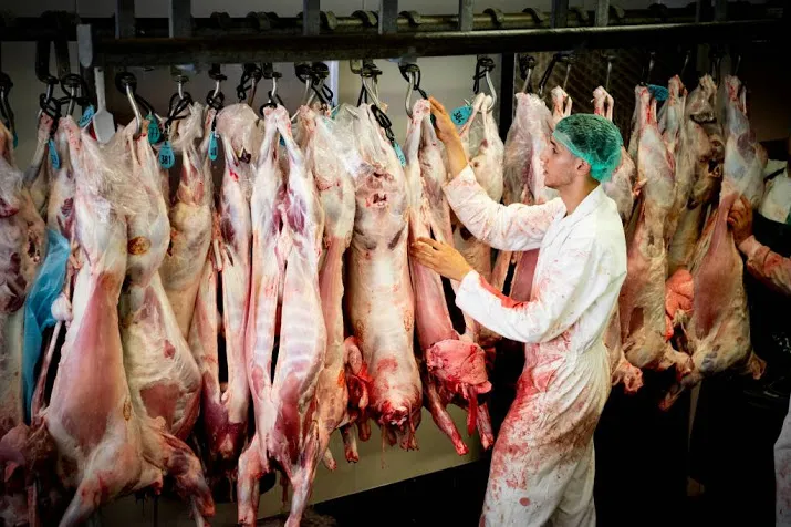 81 miljoen dieren vroegtijdig afgemaakt