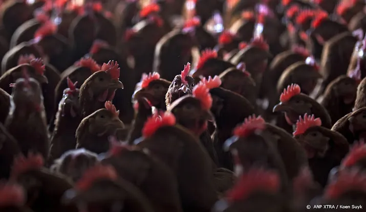90 000 kippen afgemaakt na vaststelling vogelgriep in lunteren
