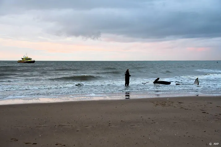aangespoelde orka bij cadzand overleden