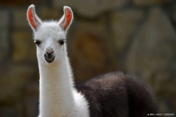 aangifte circus voor laten ontsnappen dieren