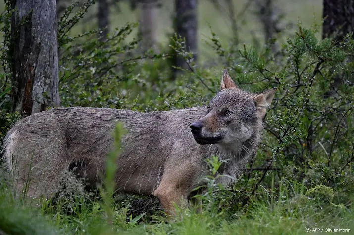 aangifte tegen burgemeester en boer na incident met wolf drenthe