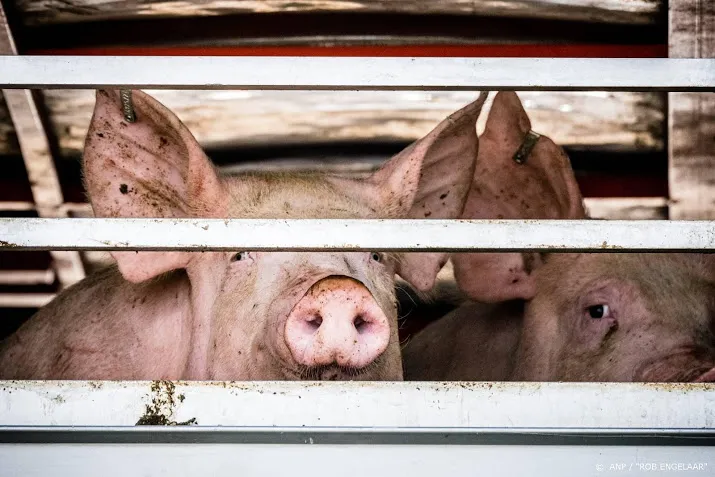 aangifte tegen varkensslachterij wegens onnodig dierenleed