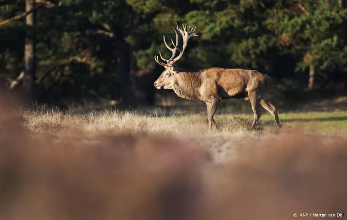 aantal edelherten in oostvaardersplassen na jaren op niveau
