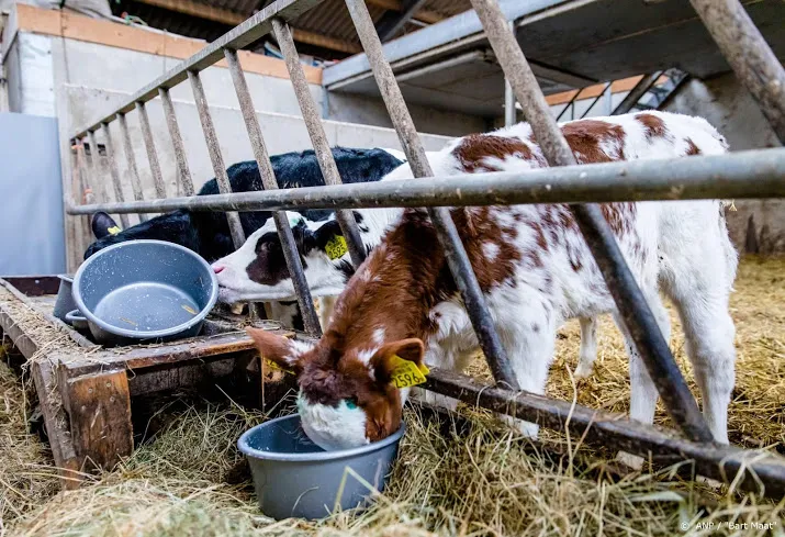 aantal melkveehouders neemt komende jaren fors af