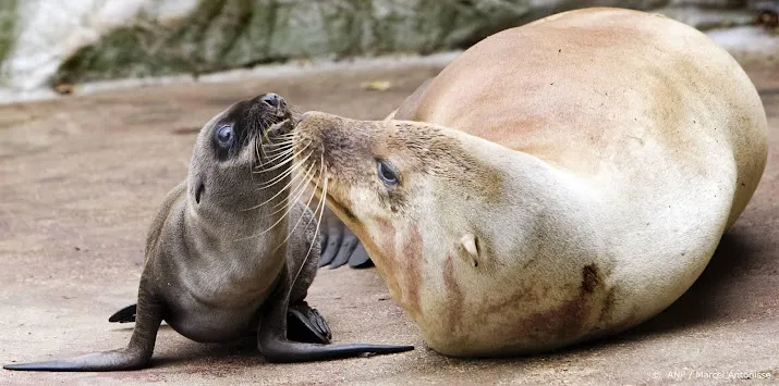 aantal zeehonden in waddenzee slinkt onderzoek naar oorzaak