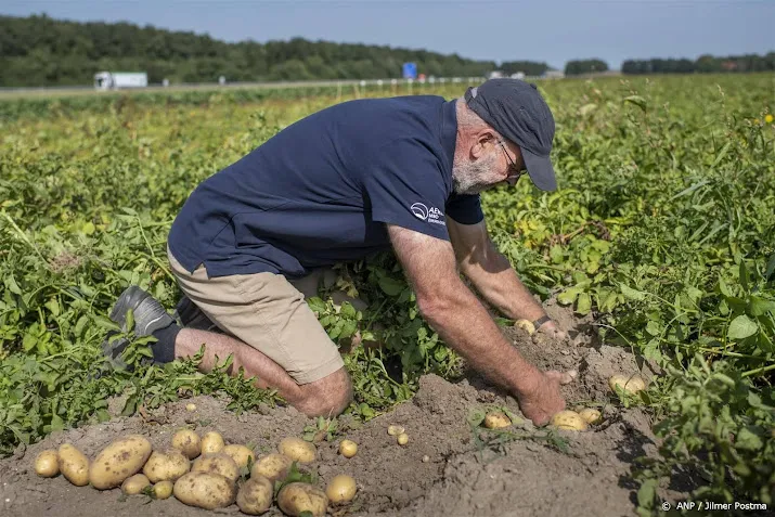 aardappel moet na twee weken uitstel echt uit de grond