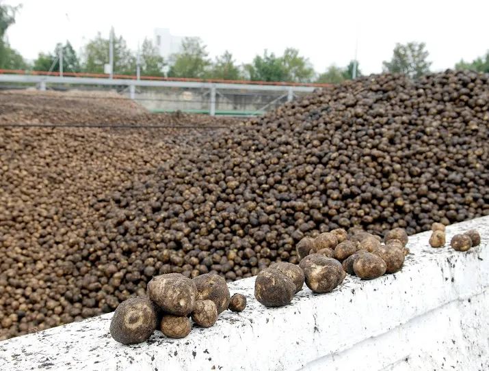 aardappelzetmeelbedrijf avebe koninklijk