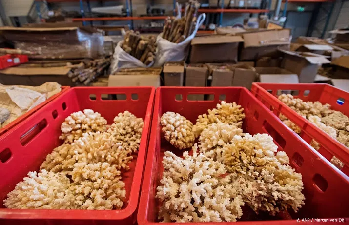 actie cactussen apen en koraal onderschept