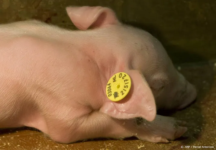 actiegroep legt weer dode biggetjes neer op meerdere plekken