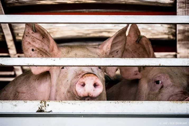 activist die undercover ging bij slachterij zelf verdachte