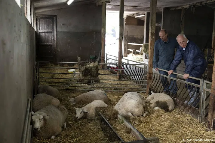 adema de vraag is of schapenhouderij blauwtong gaat overleven