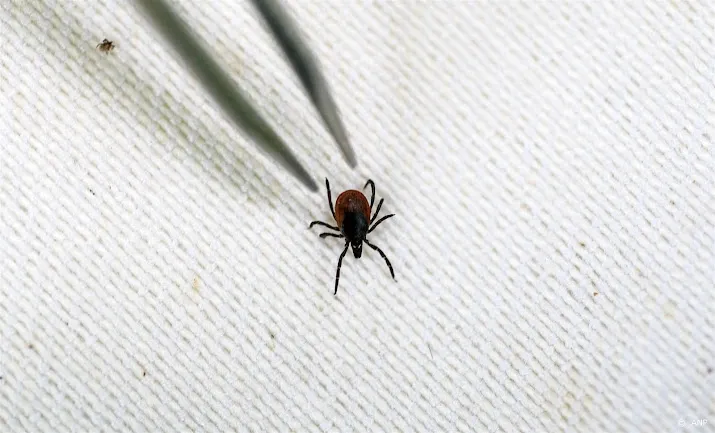 advies bied werknemer die vaak tekenbeet oploopt tbe vaccin aan