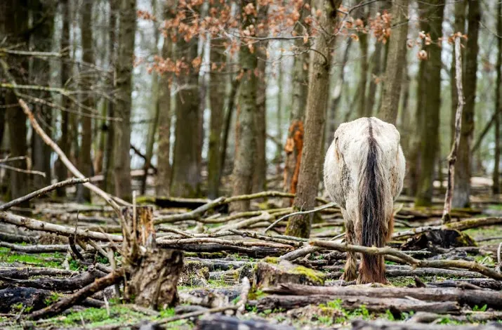 advies oostvaardersplassen komt op 25 april