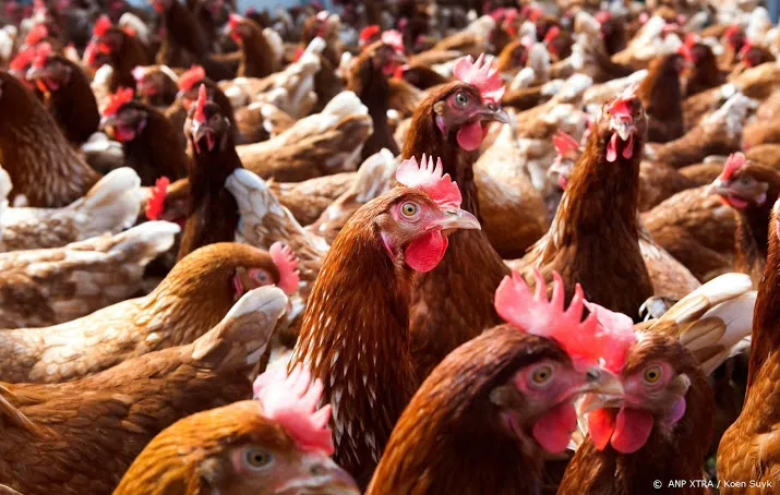 advocaat vergelijkt schade kippenboeren met schade gaswinning