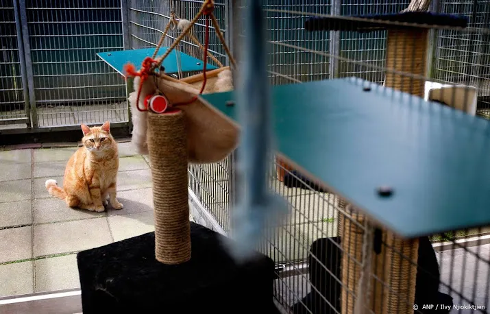 afgelopen maanden meer honden en katten weggedaan